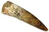 Fossil Spinosaurus Tooth - Real Dinosaur Tooth #331491-1